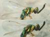 Torymus sp.